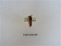 藏品(銀肩枯葉蛾)的圖片